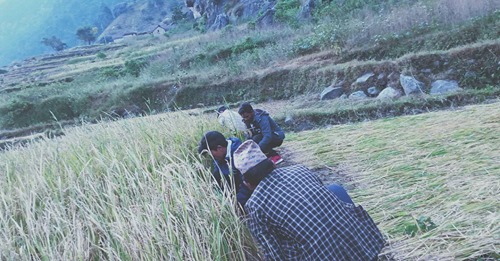 जनश्रमदानबाटै एकिकृत जनक्रान्ति सफल पार्ने बिप्लव नेकपाको प्रतिवद्धता